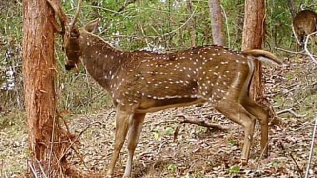 Feral deer destroying trees in the Gold Coast hinterland.