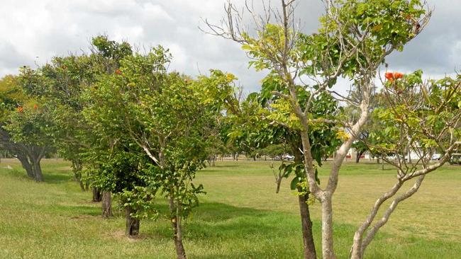 INVASIVE SPECIES: The African tulip tree should be eradicated from council parks says Arthur Cranston. Picture: Jann Houley