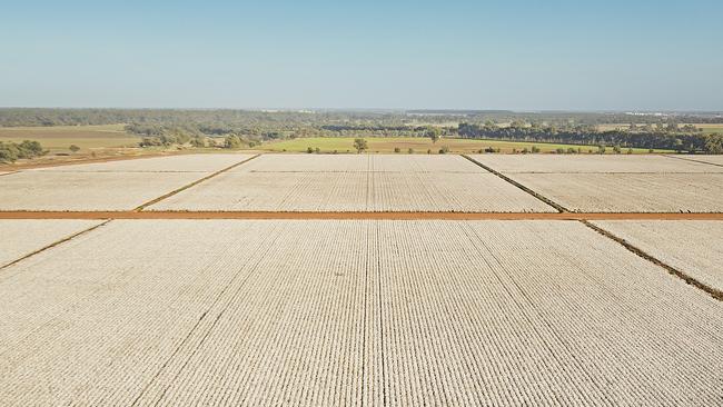 The Commins Portfolio has grown cotton crops across much of its 2807ha.