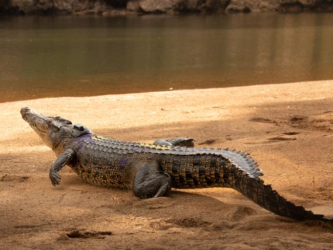 Crocodiles are spending more time than ever at riverbanks in north Queensland. Source: Australia Zoo