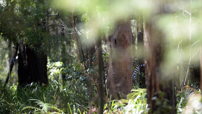 Police have released the likely description of a man whose bones were found in the Royal National Park, south of Sydney, two years ago. Picture: Jeremy Piper