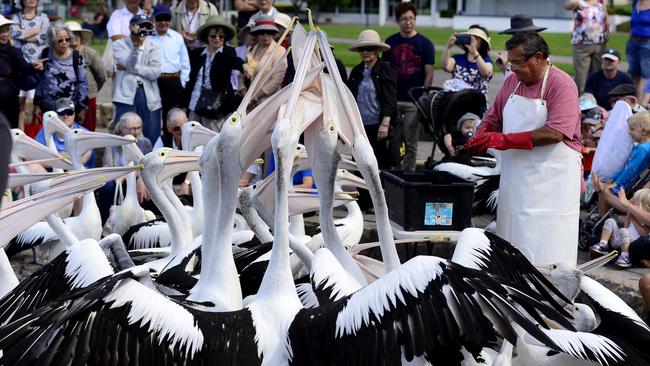 Pelican feeding at The Entrance has been one of the Central Coast’s longest running attractions.