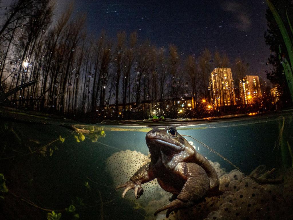 The wild and the urban environments juxtaposed. Picture: Mark Kirkland/Underwater Photographer of the Year Awards 2021