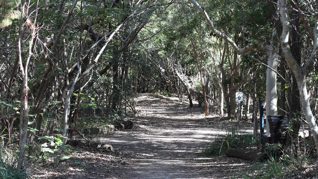 Fire ants have been detected at Philip park on The spit near federal walk. Picture Glenn Hampson