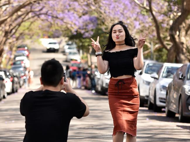 International student Manh Tran take photographs of sister Dao Tran with a backdrop of Jacaranda trees lining McDougall St in Kirribilli on Sunday 22nd October 2017. Tourists are flocking to the street to take photographs of the impressive tree canopy. (AAP IMAGE / Troy Snook)