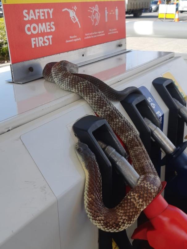 They’re about twice the size of their mainland relatives, pictured above – and far more venomous. Picture: SnakeBusters