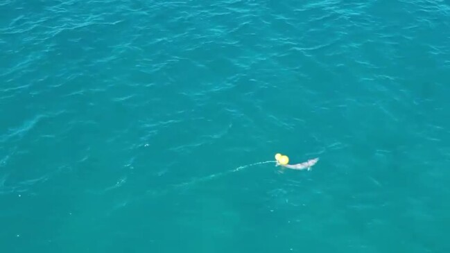 Dolphin trapped in drum lines off Kawana Beach