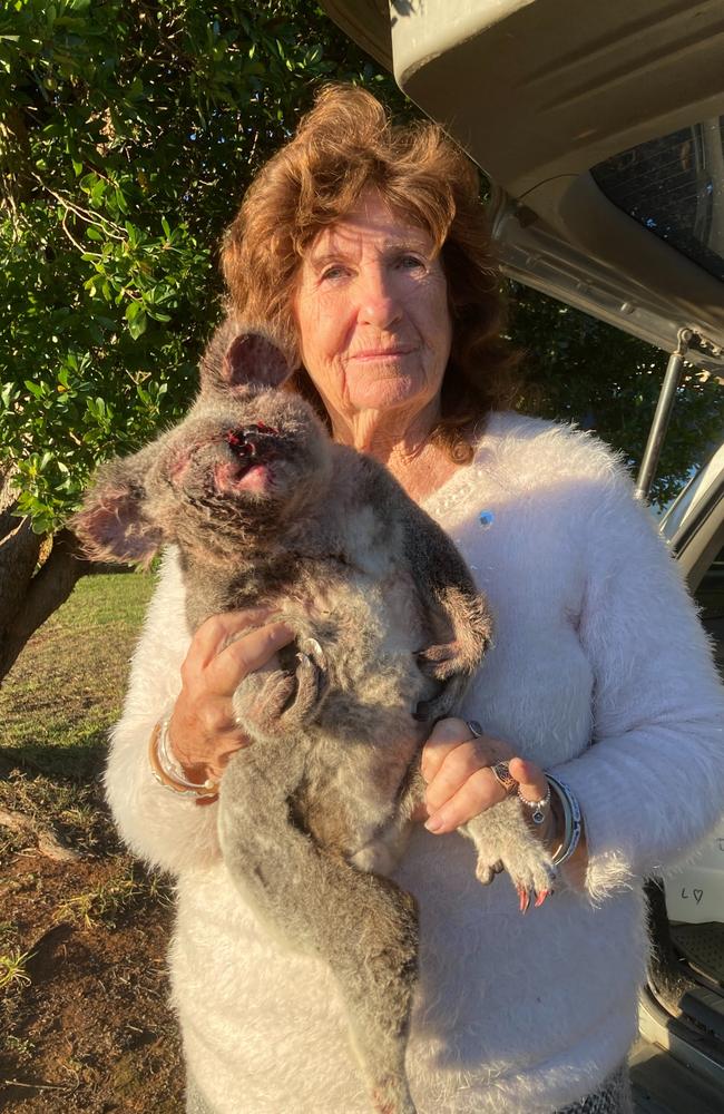 Eugenie Navarre holds the dead koala that she found on the side of the Warrego Highway near Jondaryan between Dalby and Toowoomba.