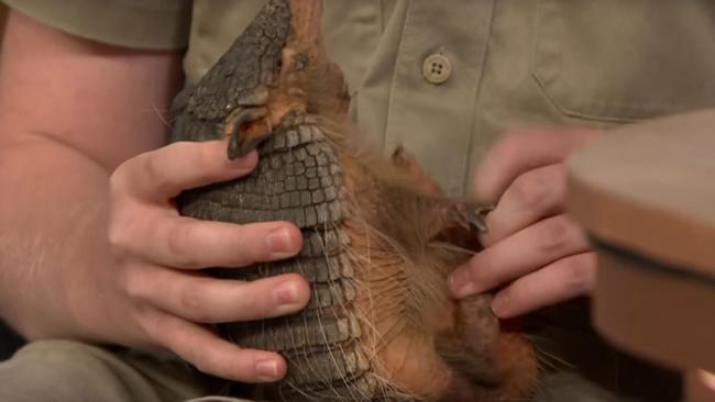 The armadillo with a chest that looked like 'Donald Trump's toupe'