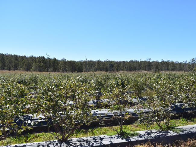 Mountain Blue River Run blueberry farm near Tabulam.