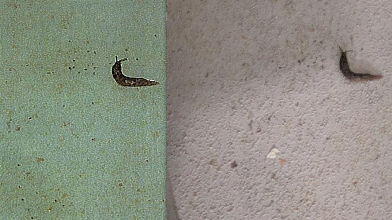 A photo showing a slug found at iCook Foods (left) in Dandenong that was sent to owners, compared to the original photo (right) taken during a health inspection.