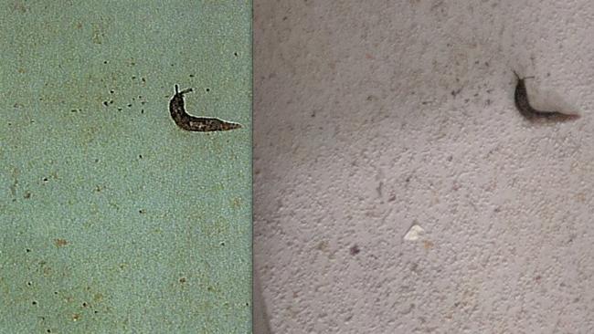 A photo showing a slug found at iCook Foods (left) in Dandenong that was sent to owners, compared to the original photo (right) taken during a health inspection.