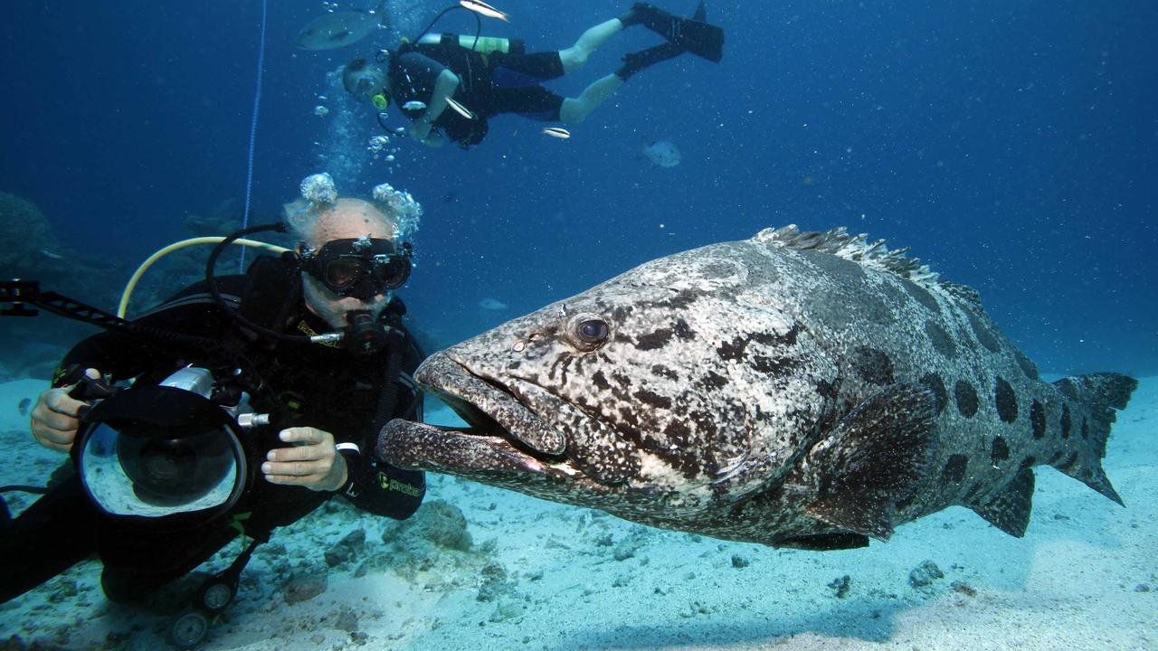 Diver John Rumney with a Potato Cod in the Great Barrier Reef. Picture: Lindsay Moller.