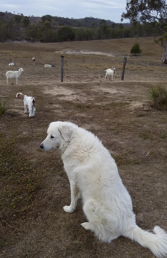 Fay the maremma guarding some of her flock. Picture: Pat Jackson