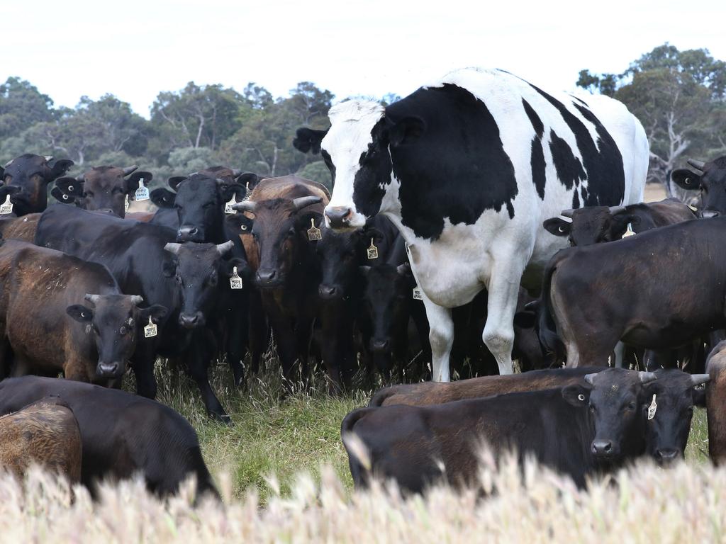 Knickers would produce more than 635kg of beef, 450 steak cuts and more than 370kg of mince. Picture: Sharon Smith