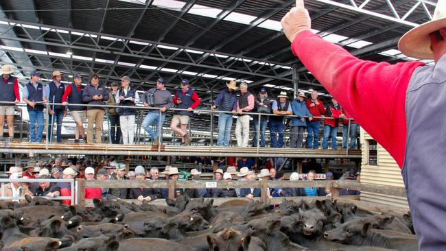 Bidding frenzy: Feedlotters and restockers pushed up store cattle prices in NSW and Queensland. Picture: Jenny Kelly