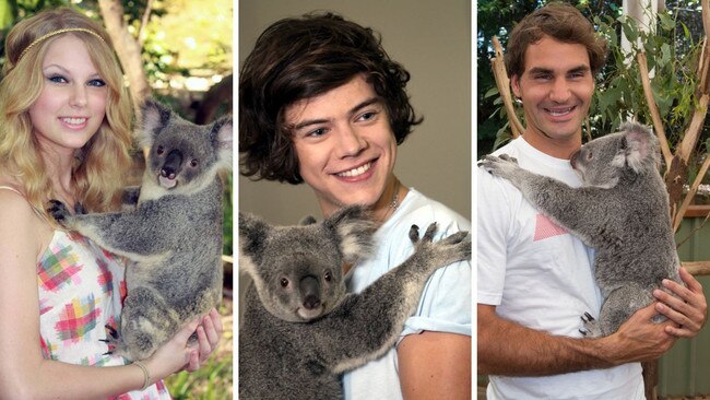 Celebrity koala cuddles art work