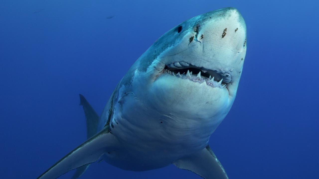 Great white shark decapitates diver in first fatal attack of 2023