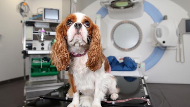 Penny poses for photographs with the linear accelerator at the Small Animal Specialist Hospital in North Ryde.