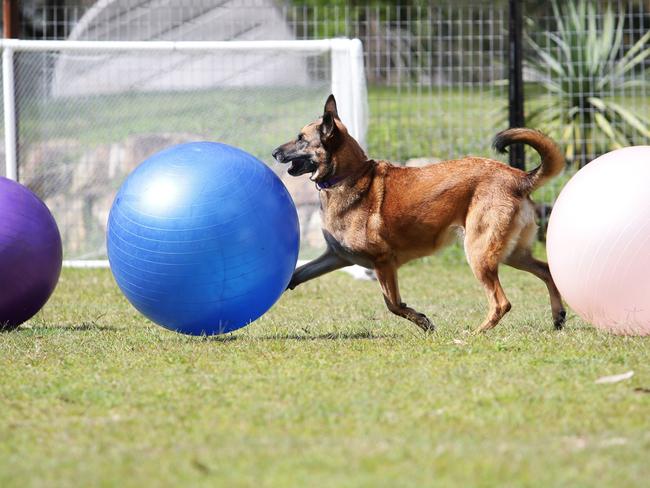 Belgian shepherd malinois Inka has a nose for treibball.