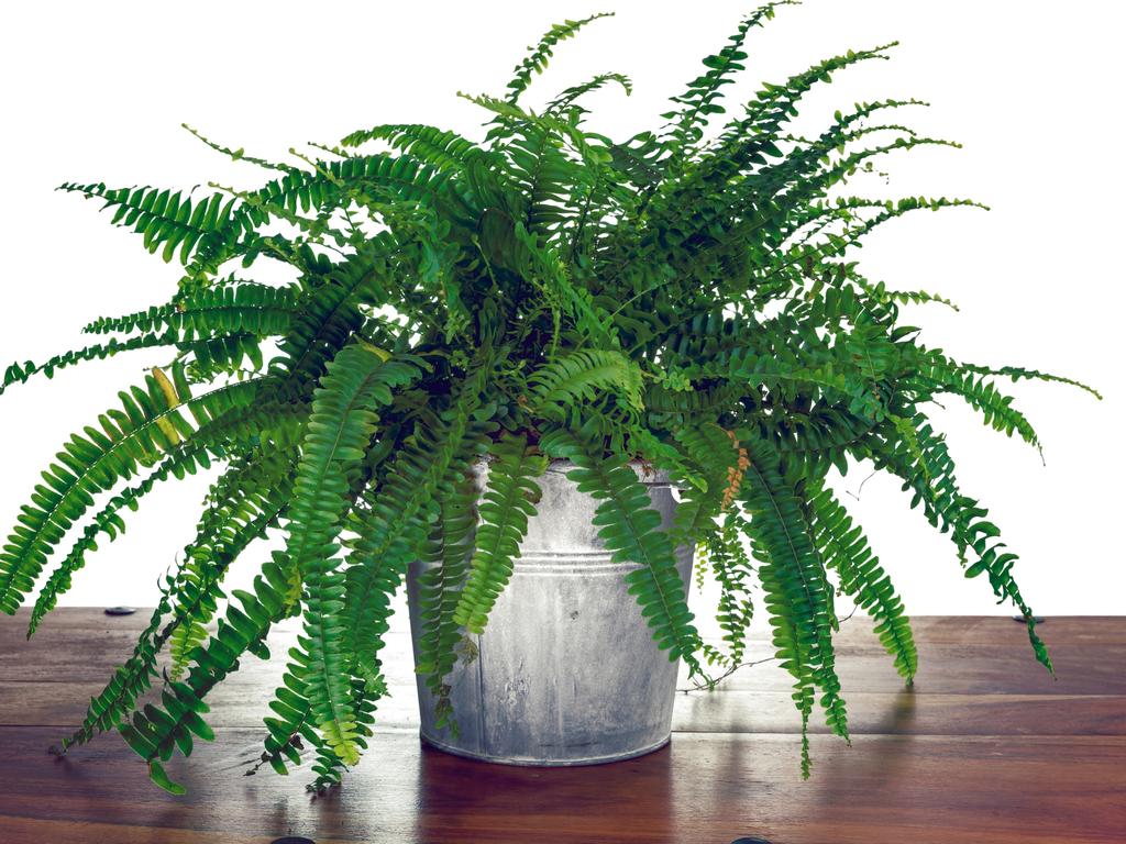 A Boston Fern.