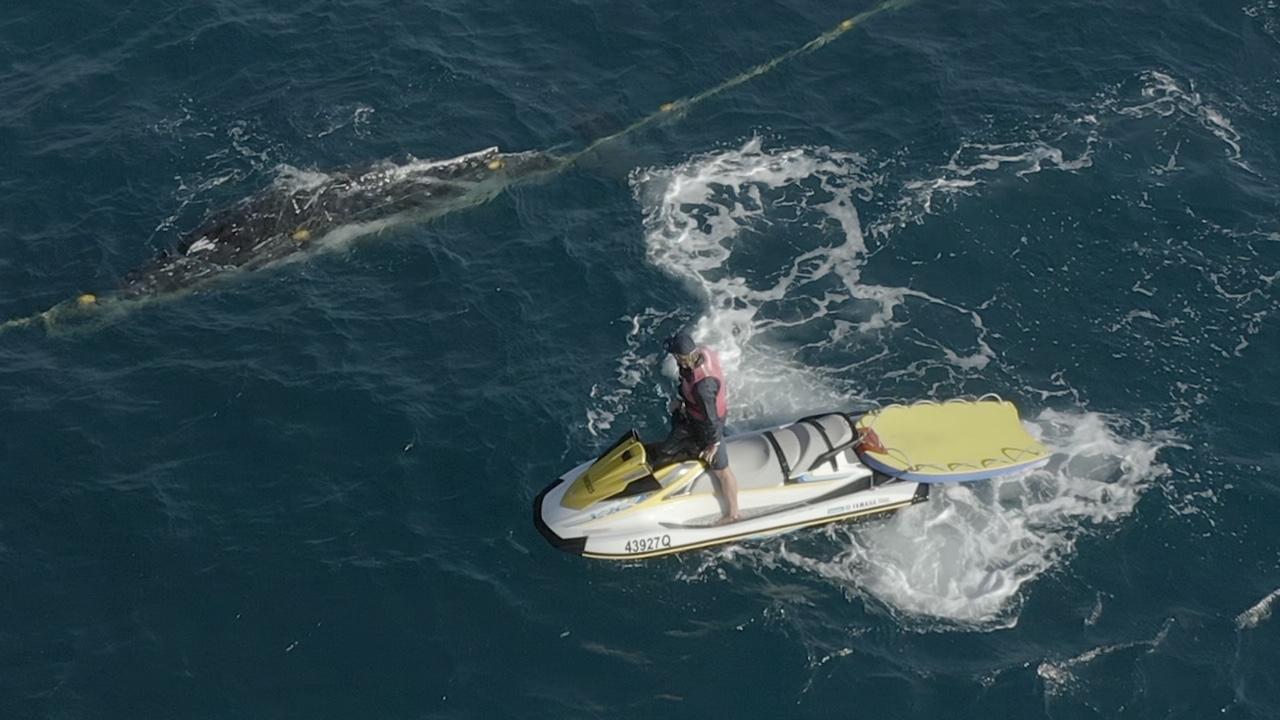 The Whale calf was caught in nets off Burleigh Heads Beach. Photos Supplied: Envoy Cull.