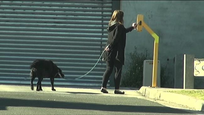 MP’s staff member taking Ms Husar's dog for a walk. Picture: Seven News