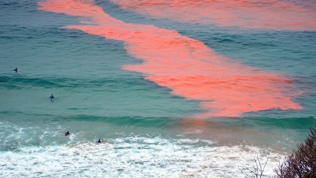 Red tide algal bloom.