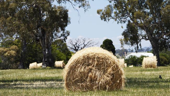 The wet spring is posing challenges for hay producers who face having to cut crops.