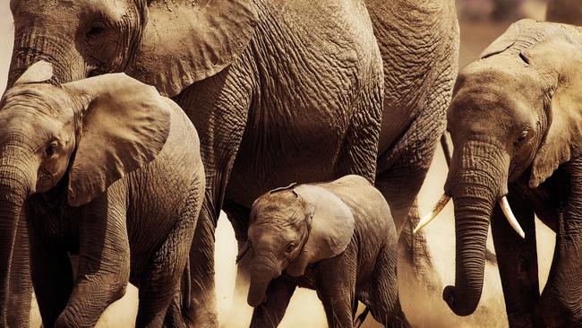 Elephants snapped on a photo safari. Picture: Piper Mackay.