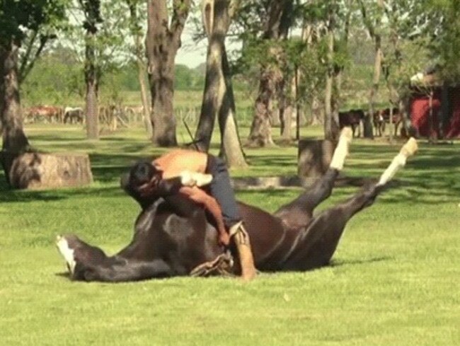 A loose unit instructing a horse on correct breathing technique in yoga - “Exhale as you stretch out”. What could possibly go wrong? Yoga, meet Danger. Picture: YouTube