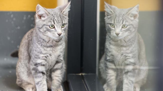 Cat breeding facility proposed for Ipswich as stray population soars
