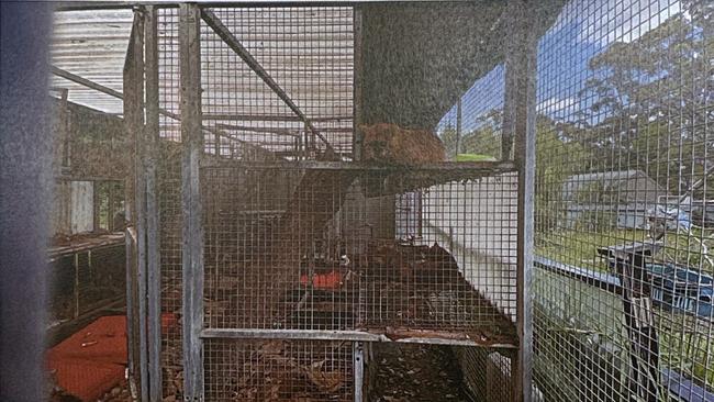 An outdoor caged enclosure at Jon Wade’s Fairy Meadow Department of Housing home.