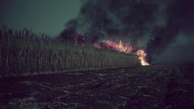 Cane fire, 1965. A dramatic and essential practice in the local sugarcane industry to reduce pests, improve the cane quality and harvesting, and making it safer for workers. Source: QLD Places