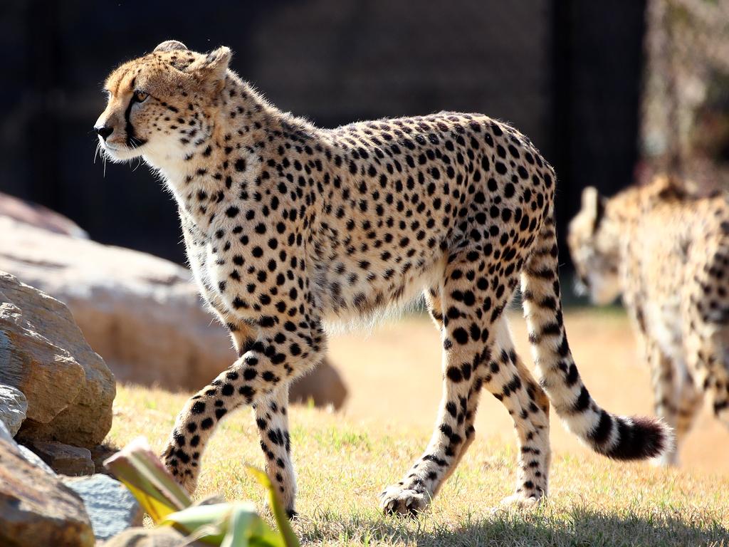 First look at the lion and cheetah enclosures inside Sydney Zoo in Bungarribee in Sydney's west, the first zoo to open in Sydney in over 100 years. Male Cheetahs Akiki and Obi get familiar with their new surrounds. Picture: Toby Zerna