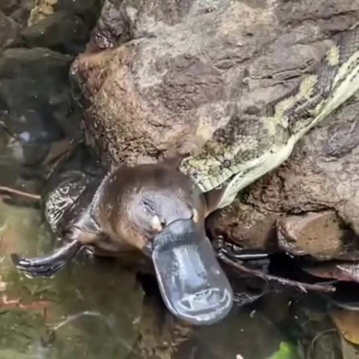 Platypus’ unfortunate encounter with a carpet python  west of Gympie. Source: Darren Williams @herbalistics and Elliot Bowerman @elliot_bowerman.