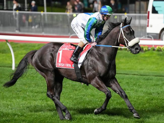 I Wish I Win (NZ) on the way to the barriers prior to the running of the Ladbrokes Manikato Stakes at Moonee Valley Racecourse on September 27, 2024 in Moonee Ponds, Australia. (Photo by George Salpigtidis/Racing Photos via Getty Images)