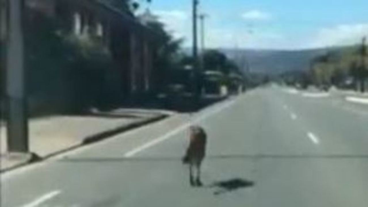 Car Overtakes as Kangaroo Hops on Busy South Australia Road