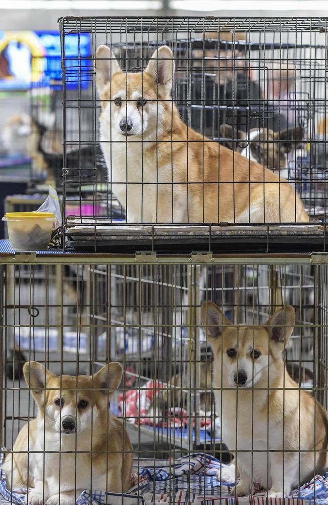 The Royal Adelaide Show dog section. Picture: Roy VanDerVegt