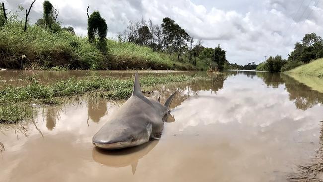 This bull shark is the “only victim of Burdekin flooding,” according to local journalist Philip Calder. Picture: Twitter @philipjcalder