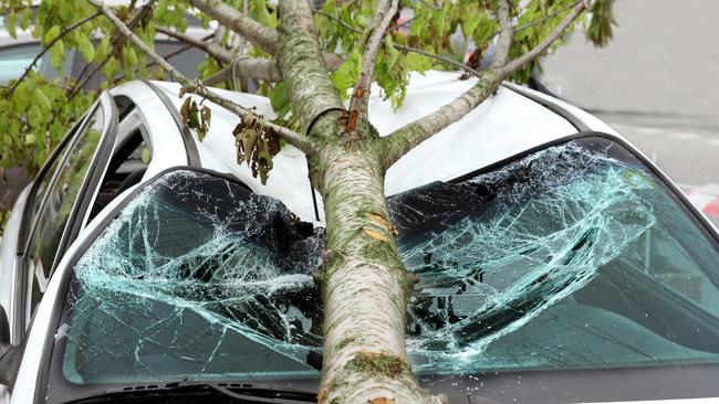 A car badly damaged by a tree brought down in a storm on the Gold Coast.