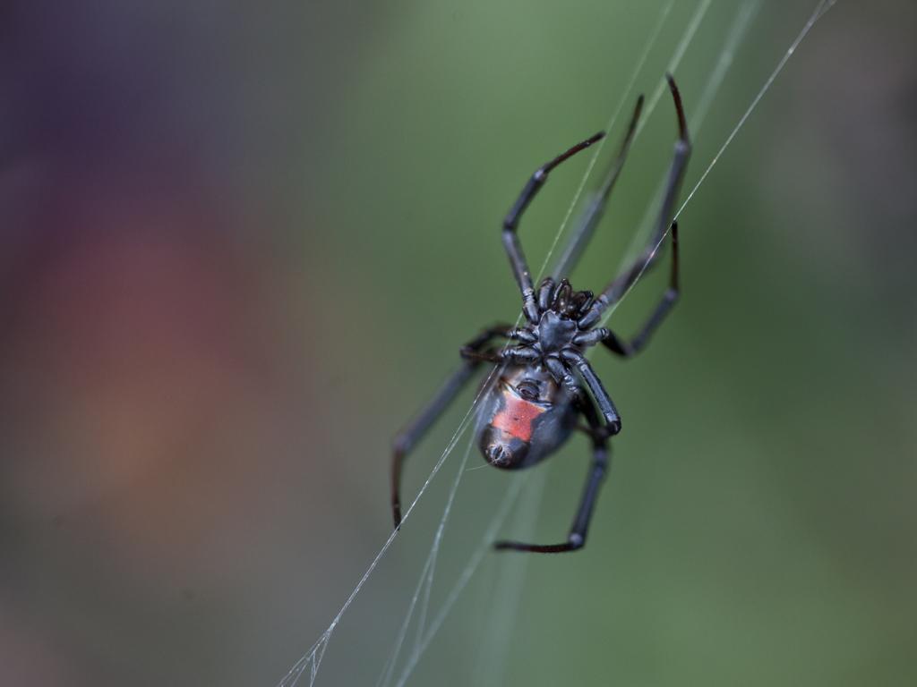 The redback spider is highly venomous but antivenom has kept many people alive after being bitten by one.