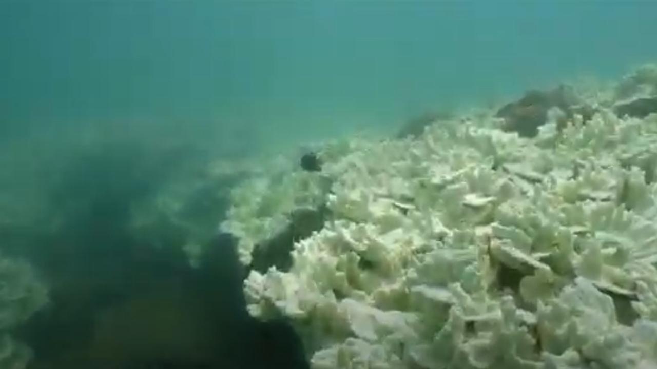 Scientists say they're horrified by a mass coral bleaching event occurring right across the Great Barrier Reef. Picture: Hervey Bay CoralWatch