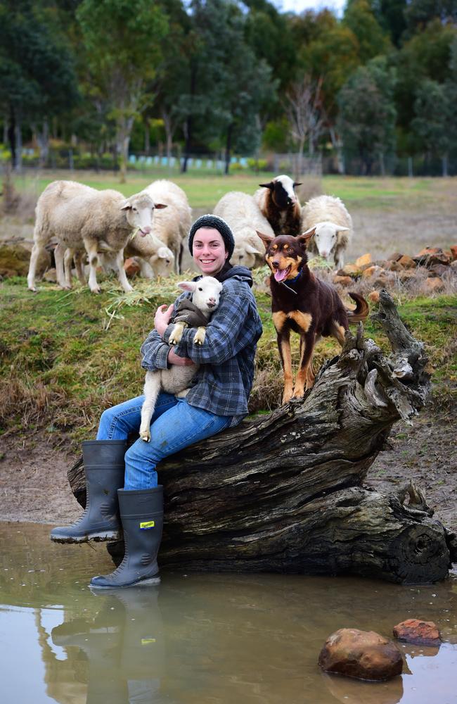 Staying dry: Amelia Fanning from Tylden with an orphan dorper lamb and Kelpie named Percy. Picture: Zoe Phillips