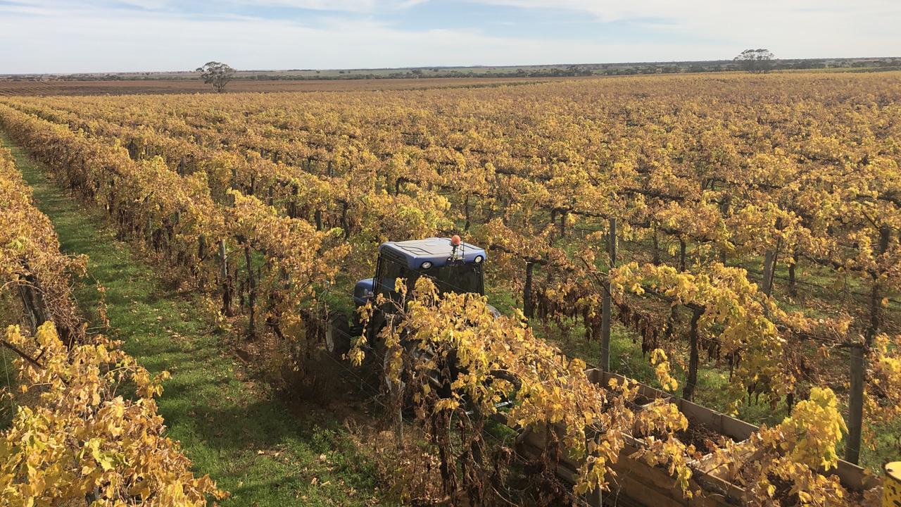 murray-rivers-organics-mixed-results-for-grape-harvest-the-courier-mail