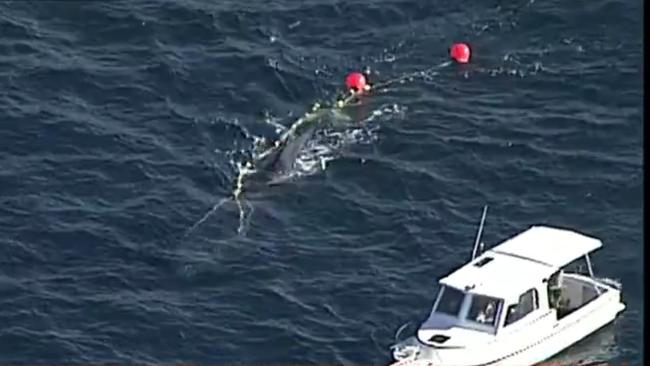 The whale was caught in fishing nets off Bilgola on Sydney's northern beaches. Picture: Seven News