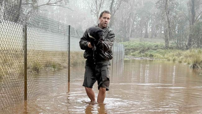 Tim Faulkner managing director Aussie Ark rescuing a Tasmanian devil from flood waters that have inundated Aussie Ark home to the largest mainland breeding program of Tasmanian devils located at Barrington Tops New South Wales. Picture: Aussie Ark