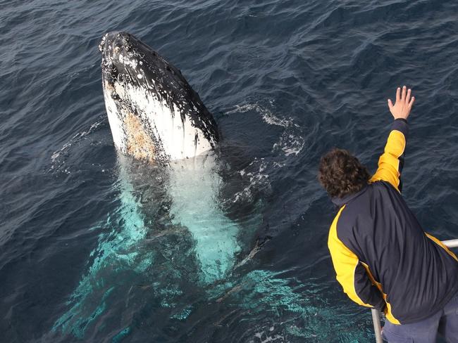 Getting a closer look. Picture: Jonas Liebschner/Whale Watching Sydney