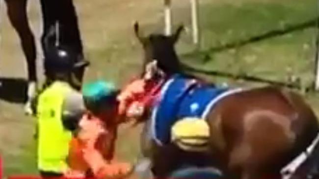 Jockey Dylan Cabouche suspended after punching racehorse "She’s Reneldasgirl".