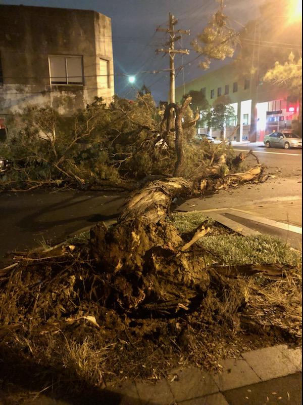 A fallen eucalypt tree on the corner of Ebley and Lawson streets, Bondi Junction. Picture: supplied